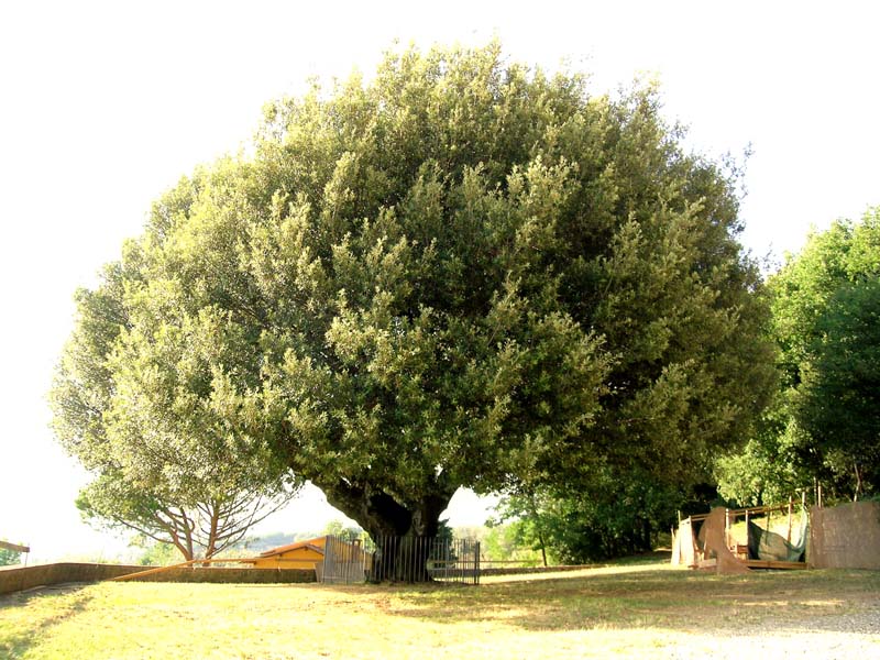 Gerace: denunciato per tentato furto e danneggiamento nel Parco d'Aspromonte - 