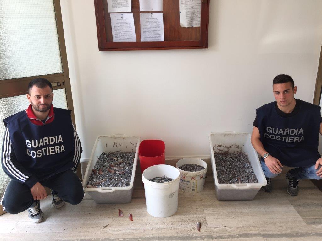 GUARDIA COSTIERA: SEQUESTRATO 1 QUINTALE DI CICIRELLO PESCATO ILLEGALMENTE - 