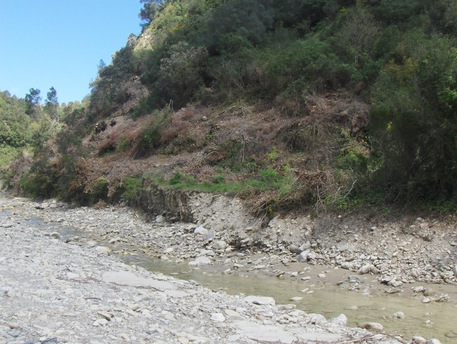 Taglia illecitamente 27 alberi di leccio, denunciato - 