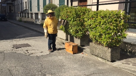 Taurianova, gigantesco alveare minacciava i bambini dell'asilo - 