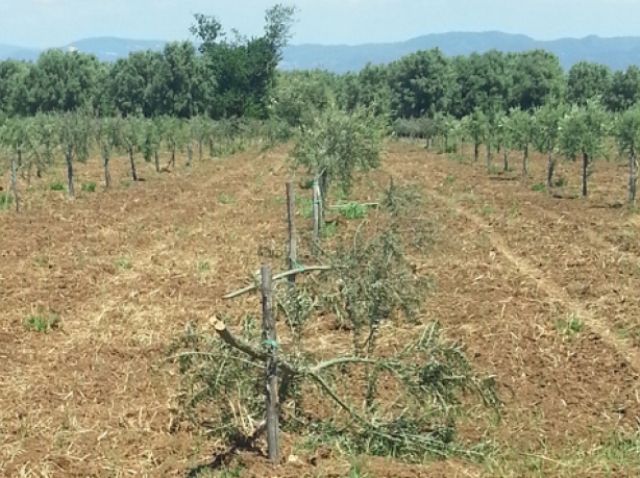 NUOVA INTIMIDAZIONE ALLA COOP 'VALLE DEL MARRO': 96 ULIVI TAGLIATI NEL TERRENO CONFISCATO - 