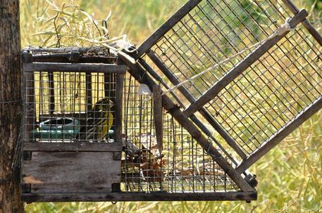 Trappole nell'orto per catturare uccelli, denunciato  - 