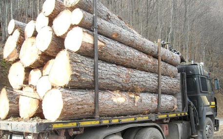 Taglio abusivo pini larici, denunce - 