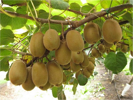 Agricoltura:Oliverio, sì protocollo esportazione kiwi in Cina - 