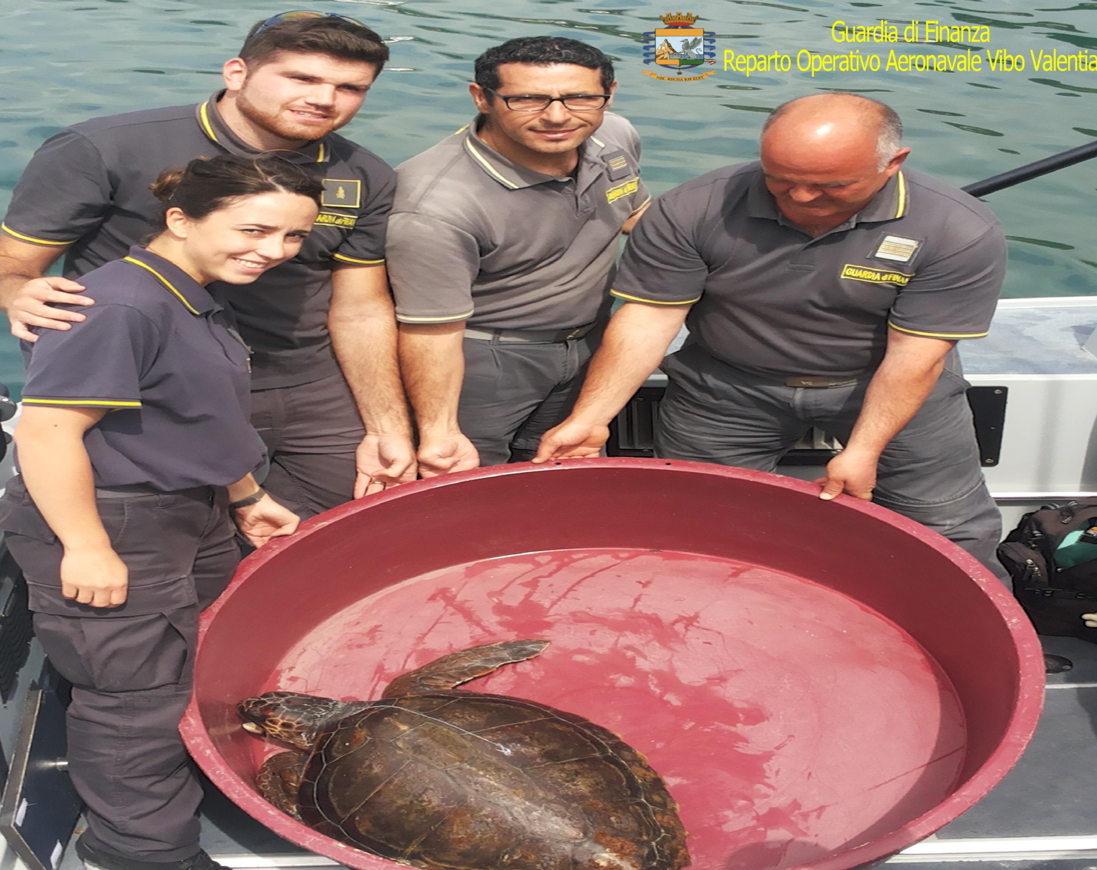 Salvato un altro esemplare di tartaruga Caretta-Caretta - 