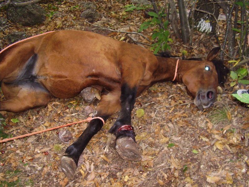 Bimbo muore dopo essere stato scalciato da cavallo - 