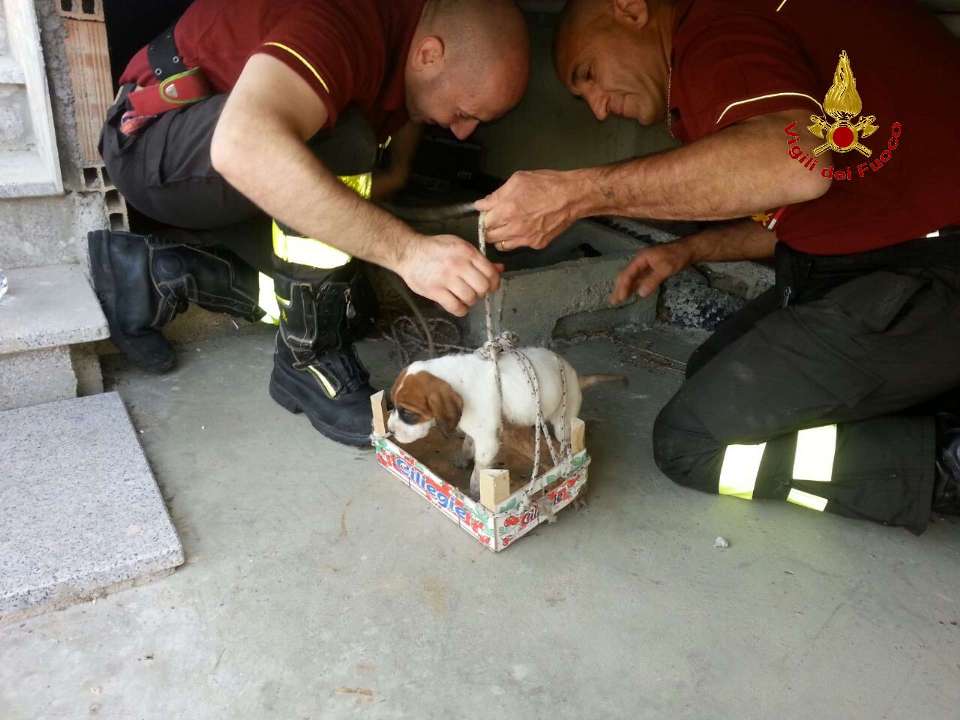 Cane precipita in tombino, salvato dai vigili del fuoco - 